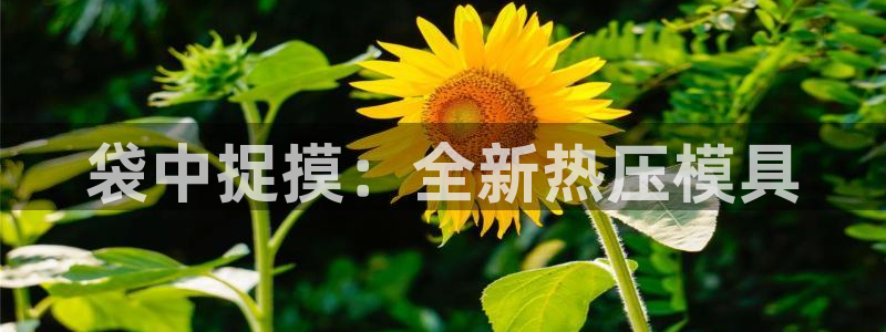 EMC易倍官方网址：袋中捉摸：全新热压模具